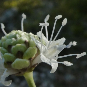 Photographie n°2242166 du taxon Cephalaria leucantha (L.) Schrad. ex Roem. & Schult. [1818]