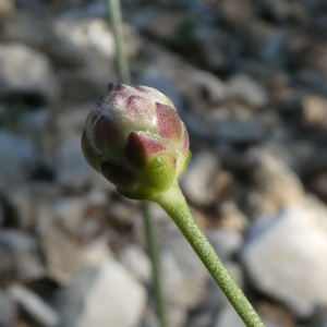 Photographie n°2242167 du taxon Cephalaria leucantha (L.) Schrad. ex Roem. & Schult. [1818]