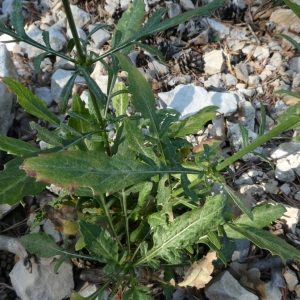 Photographie n°2242168 du taxon Cephalaria leucantha (L.) Schrad. ex Roem. & Schult. [1818]