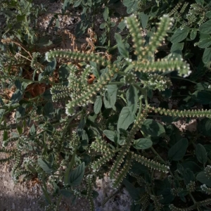 Photographie n°2242169 du taxon Heliotropium europaeum L. [1753]