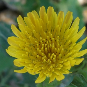 Photographie n°2242171 du taxon Sonchus oleraceus L. [1753]