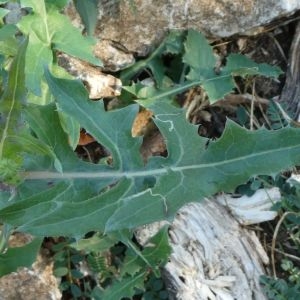 Photographie n°2242174 du taxon Sonchus oleraceus L. [1753]