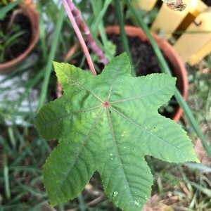 Photographie n°2242191 du taxon Ricinus communis L. [1753]