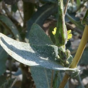 Photographie n°2242200 du taxon Lactuca serriola L. [1756]