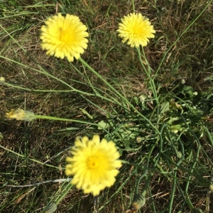 Photographie n°2242223 du taxon Urospermum dalechampii (L.) Scop. ex F.W.Schmidt [1795]