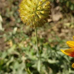 Photographie n°2242271 du taxon Gaillardia aristata Pursh [1814]