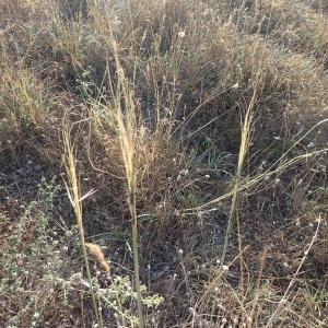 Photographie n°2242278 du taxon Stipa capillata L. [1762]
