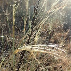 Photographie n°2242279 du taxon Stipa capillata L. [1762]