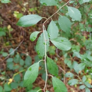 Photographie n°2242284 du taxon Prunus domestica L. [1753]