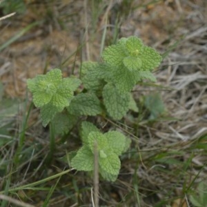 Photographie n°2242363 du taxon Mentha suaveolens Ehrh. [1792]