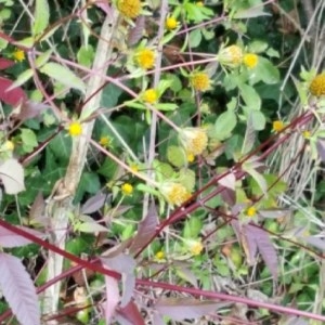 Photographie n°2242380 du taxon Bidens pilosa L. [1753]