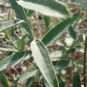 Photographie n°2242394 du taxon Euphorbia serrata L. [1753]