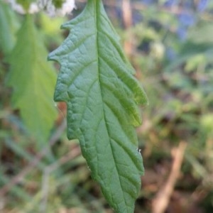 Photographie n°2242474 du taxon Lycopus europaeus L.