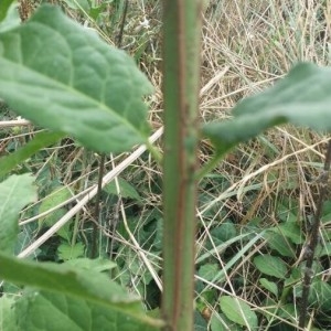 Photographie n°2242488 du taxon Euonymus europaeus L. [1753]