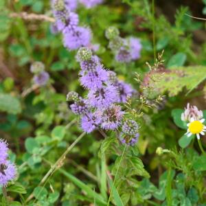 Photographie n°2242503 du taxon Mentha pulegium L. [1753]