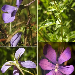 Photographie n°2242542 du taxon Viola cornuta L. [1763]