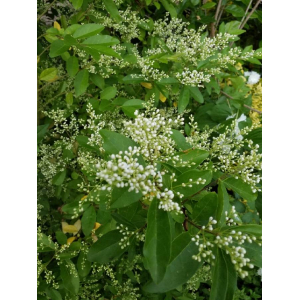 Ligustrum sinense Lour.
