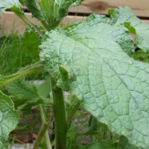 Photographie n°2242606 du taxon Borago officinalis L. [1753]