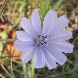 Photographie n°2242654 du taxon Cichorium intybus L. [1753]