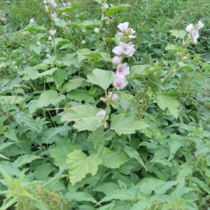 Photographie n°2242668 du taxon Althaea officinalis L. [1753]