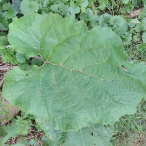 Photographie n°2242682 du taxon Arctium lappa L. [1753]