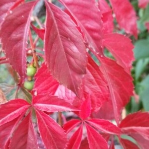 Photographie n°2242711 du taxon Parthenocissus quinquefolia (L.) Planch. [1887]