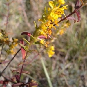 Photographie n°2242750 du taxon Odontites luteus (L.) Clairv. [1811]