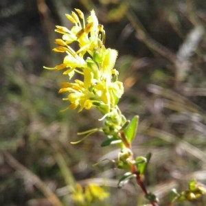 Photographie n°2242751 du taxon Odontites luteus (L.) Clairv. [1811]