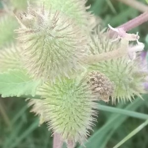 Photographie n°2242769 du taxon Xanthium orientale subsp. italicum (Moretti) Greuter [2003]