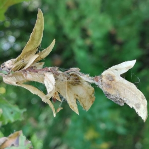 Photographie n°2242813 du taxon Carpinus betulus L. [1753]