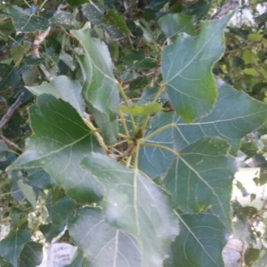 Photographie n°2242821 du taxon Populus nigra L. [1753]