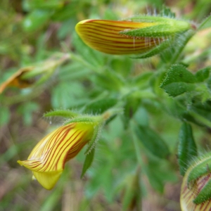 Photographie n°2242851 du taxon Ononis striata Gouan [1773]