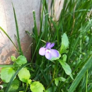 Photographie n°2242853 du taxon Lobelia erinus L. [1753]