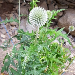 Photographie n°2242863 du taxon Echinops bannaticus Rochel ex Schrad.