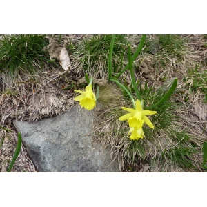 Narcissus jacetanus Fern.Casas