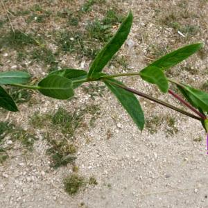 Photographie n°2242902 du taxon Epilobium hirsutum L.