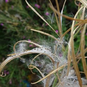 Photographie n°2242906 du taxon Epilobium hirsutum L.