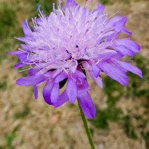 Photographie n°2242908 du taxon Knautia arvernensis (Briq.) Szabó [1934]