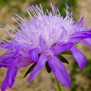 Photographie n°2242909 du taxon Knautia arvernensis (Briq.) Szabó [1934]