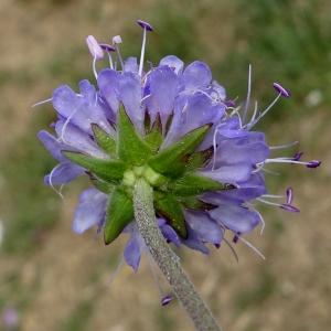 Photographie n°2242915 du taxon Succisa pratensis Moench