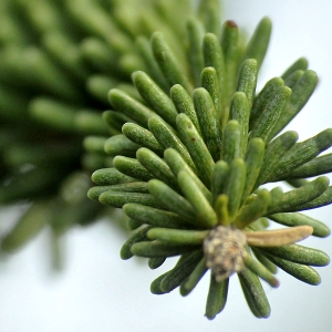 Photographie n°2242936 du taxon Abies numidica Lannoy ex Carrière [1866]