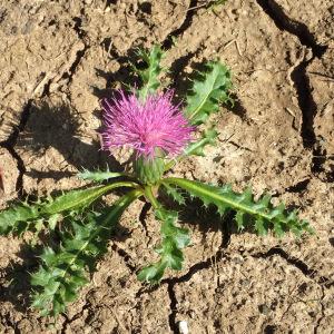 Photographie n°2242955 du taxon Cirsium acaulon (L.) Scop. [1769]