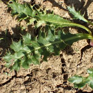 Photographie n°2242956 du taxon Cirsium acaulon (L.) Scop. [1769]