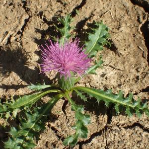 Photographie n°2242958 du taxon Cirsium acaulon (L.) Scop. [1769]