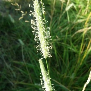 Photographie n°2243016 du taxon Phleum nodosum L. [1759]