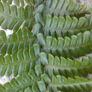  - Dryopteris affinis subsp. cambrensis Fraser-Jenk. [1987]