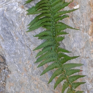  - Dryopteris affinis subsp. cambrensis Fraser-Jenk. [1987]