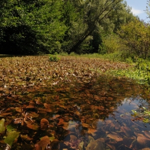 Photographie n°2243040 du taxon Potamogeton coloratus Hornem. [1813]