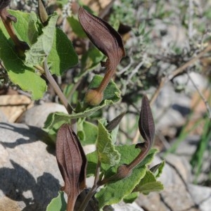 Photographie n°2243045 du taxon Aristolochia pistolochia L. [1753]