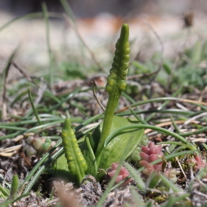 Photographie n°2243097 du taxon Ophioglossum lusitanicum L.